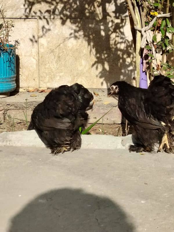 2 Black Bentum female and 1 Mili flower female available for sale 4