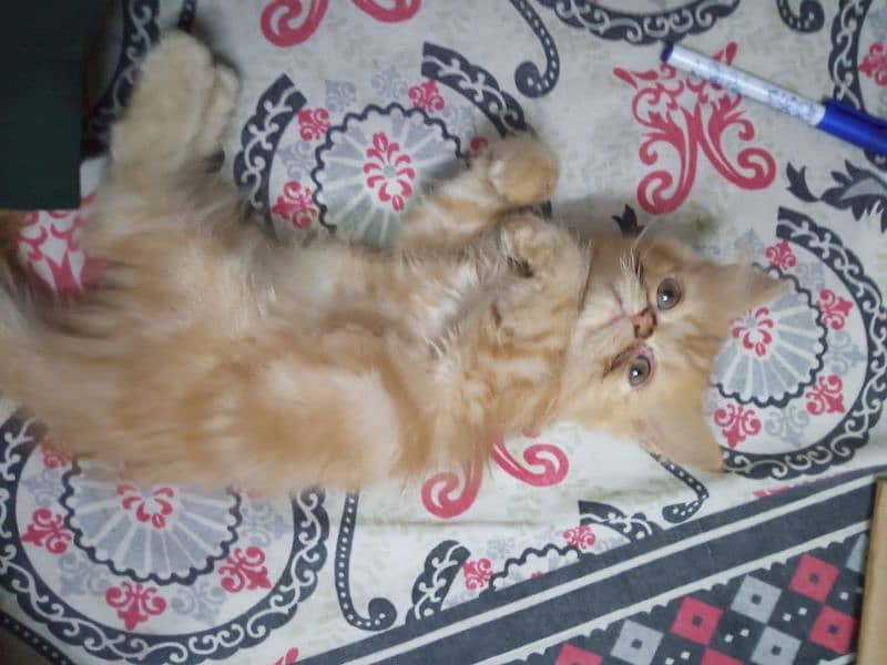 Male kitten looking for new home 2