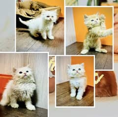 persian Kitten|Punch face Kittens|persian cat|cute|tripple|fluffy pure