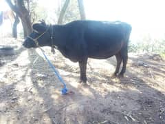 Jarseey cow