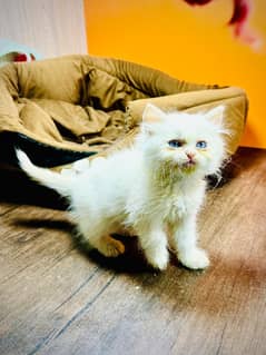 persian Kitten|Punch face Kittens|persian cat|cute|tripple|fluffy|doll