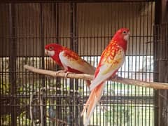 Rosellas breeder Pairs.