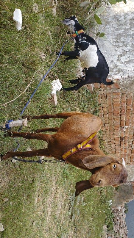 Desi Bakra Pair for Sale 2