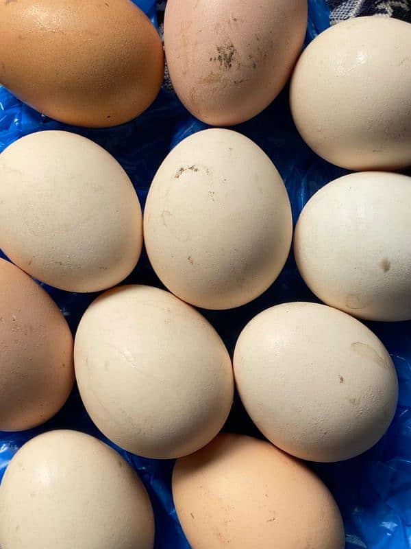 15 Desi Eggs For Sale 0