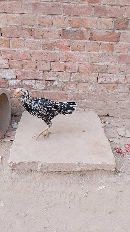 pure Aseel mianwali breeder 2