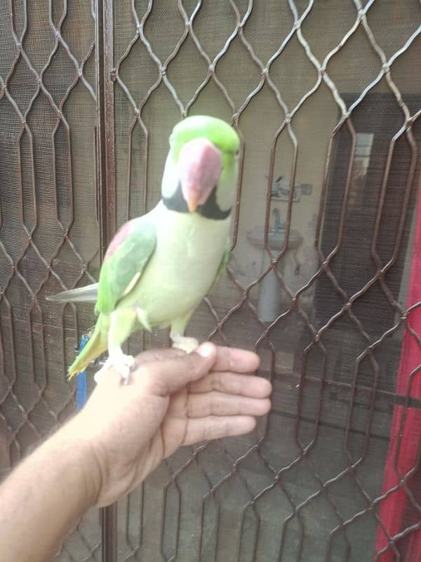 raw parrot hand tame 0