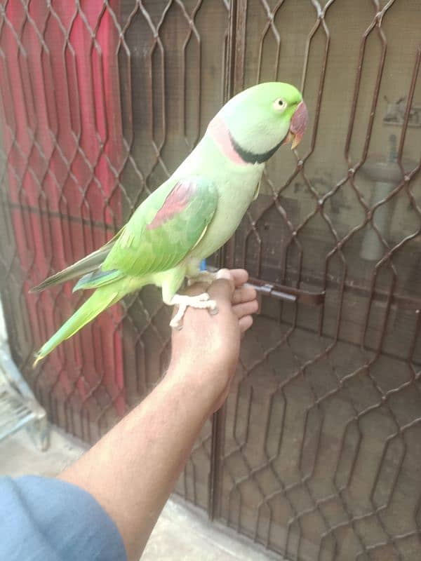 raw parrot hand tame 1