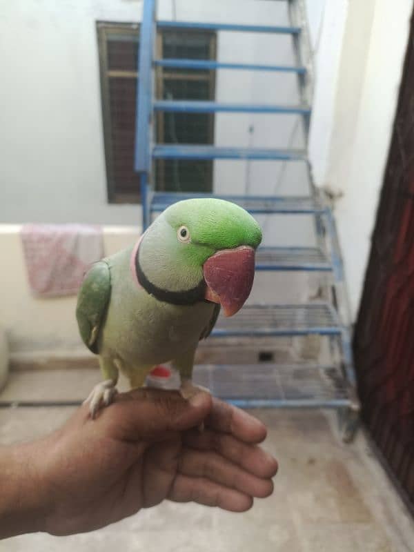 raw parrot hand tame 2