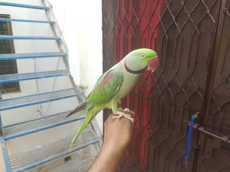 raw parrot hand tame 3