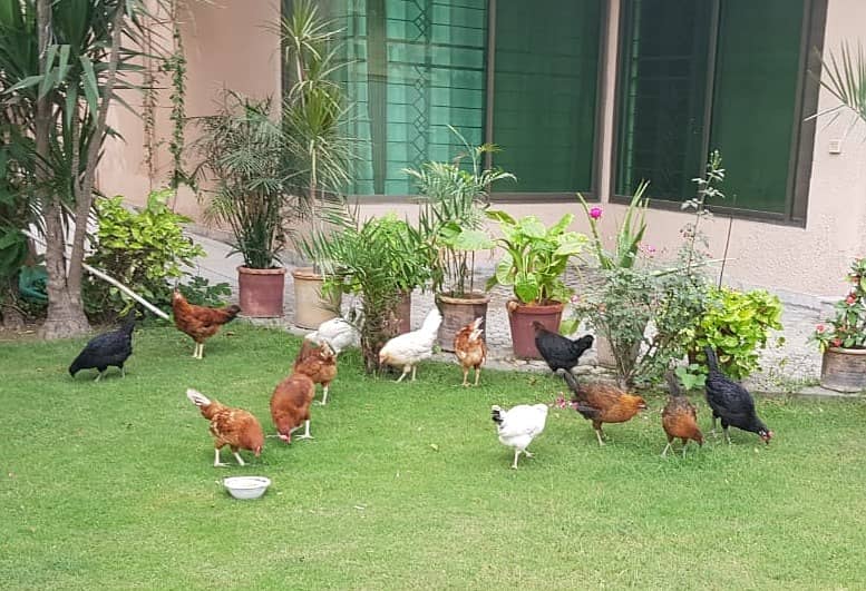 1 Desi Murga and 2 Murgi, Home Breed Cock and Hen 0