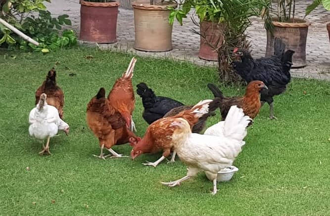 1 Desi Murga and 2 Murgi, Home Breed Cock and Hen 1