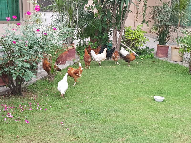 1 Desi Murga and 2 Murgi, Home Breed Cock and Hen 2