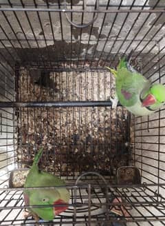 Raw Parrot Male And Female