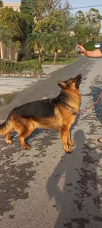 High Quality Pedigree German shepherd 1