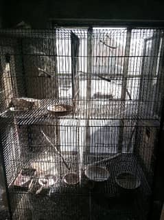 breeding cage for sale