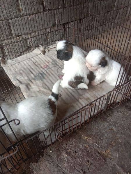 shih tzu puppies for sale 0