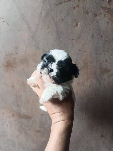 shih tzu puppies for sale 1