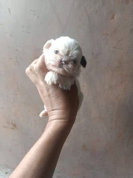 shih tzu puppies for sale 2