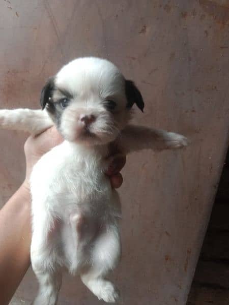 shih tzu puppies for sale 3