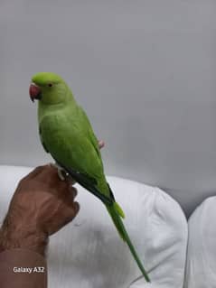 parrot tame parrot