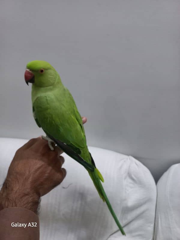 parrot tame parrot 0