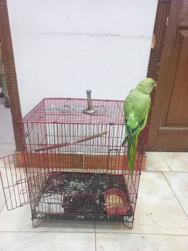 parrot tame parrot 1