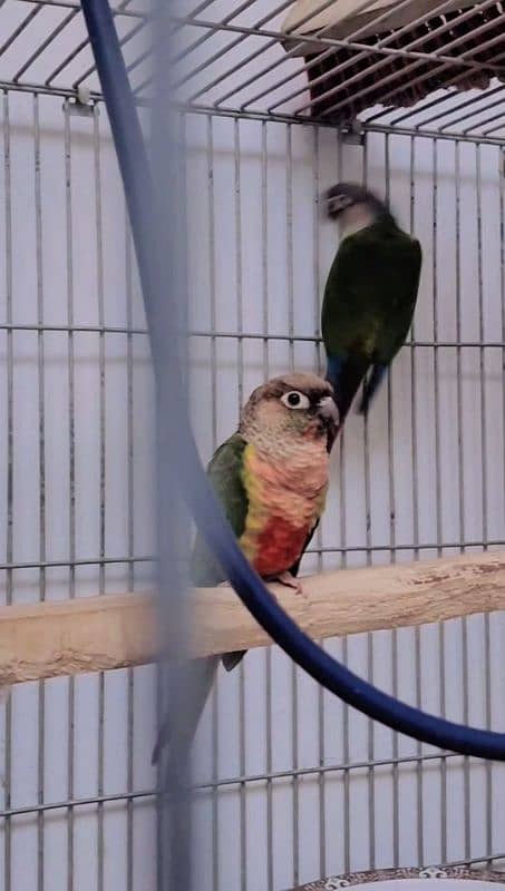 green chick parrot 3