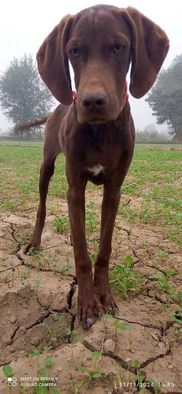 pure indian pointer pup 0