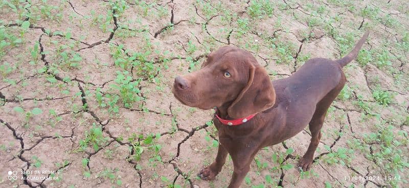 pure indian pointer pup 1