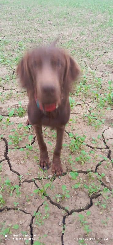 pure indian pointer pup 2