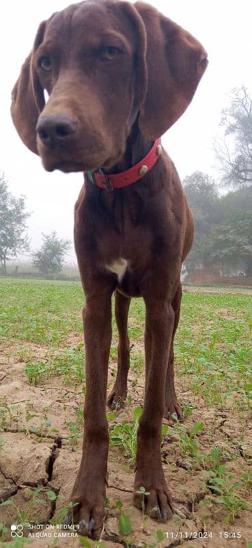 pure indian pointer pup 3