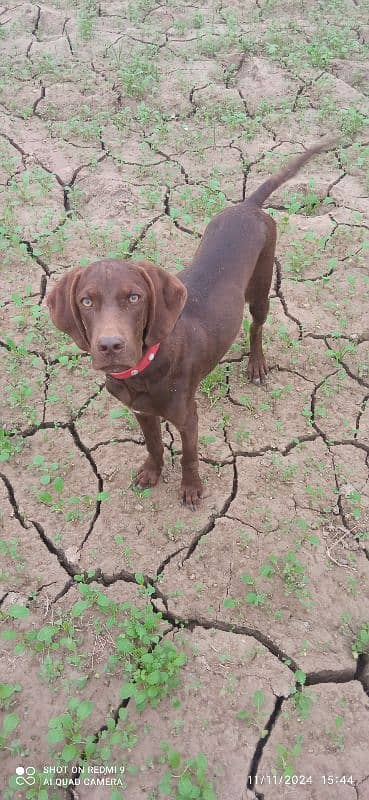 pure indian pointer pup 4