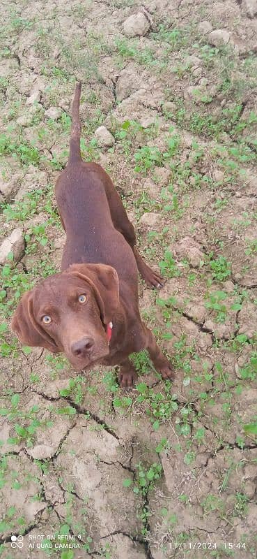 pure indian pointer pup 5