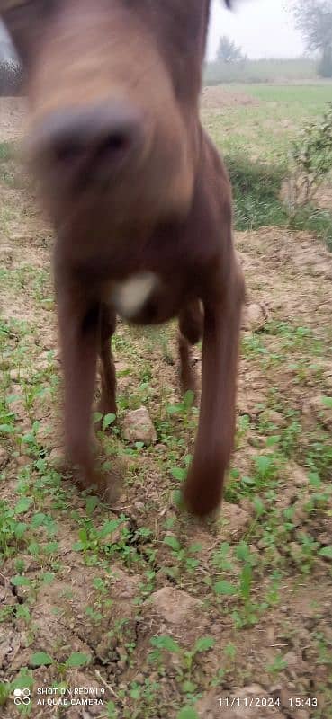 pure indian pointer pup 6