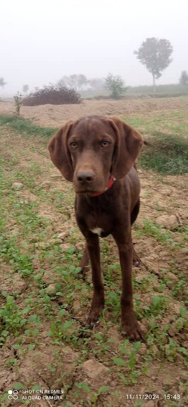 pure indian pointer pup 7