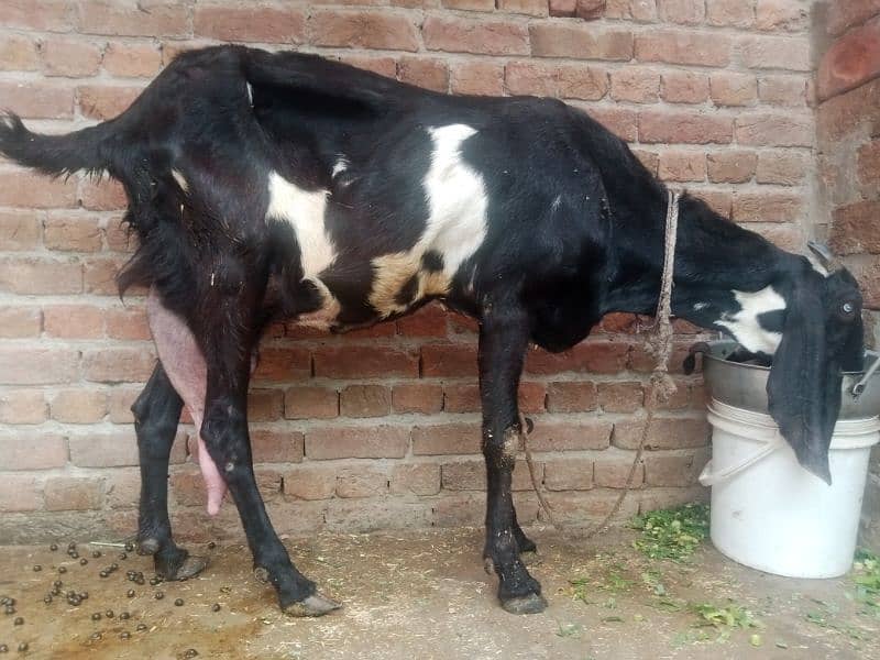 pure betal nasal goat with 2 baby Male female Whatsapp 03027192411 0