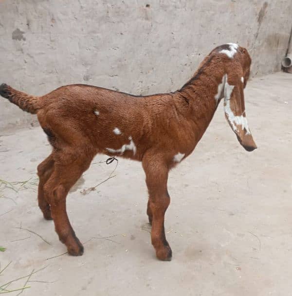 pure betal nasal goat with 2 baby Male female Whatsapp 03027192411 1