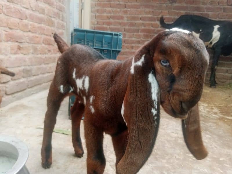 pure betal nasal goat with 2 baby Male female Whatsapp 03027192411 2