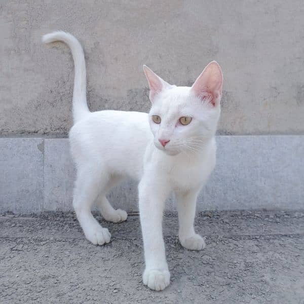 White Cat | 6months | Female 1