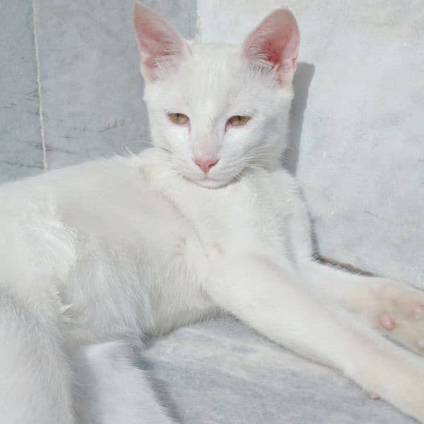 White Cat | 6months | Female 0