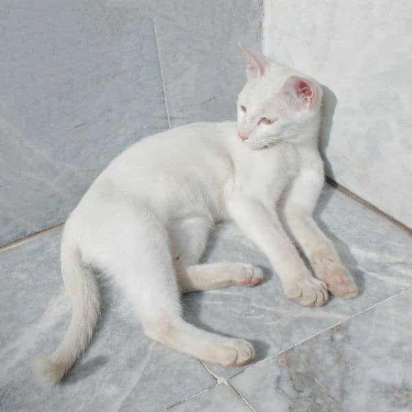 White Cat | 6months | Female 2