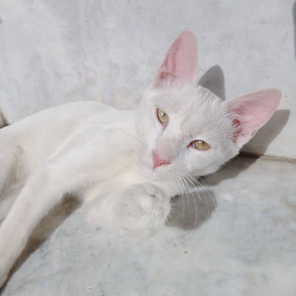 White Cat | 6months | Female 3