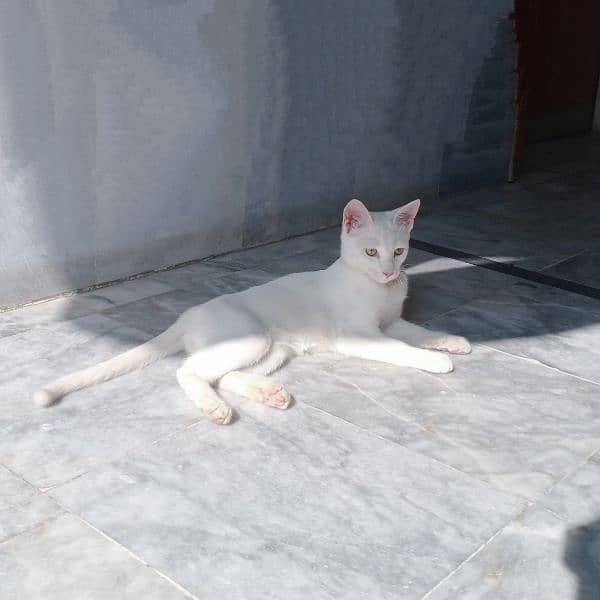 White Cat | 6months | Female 4