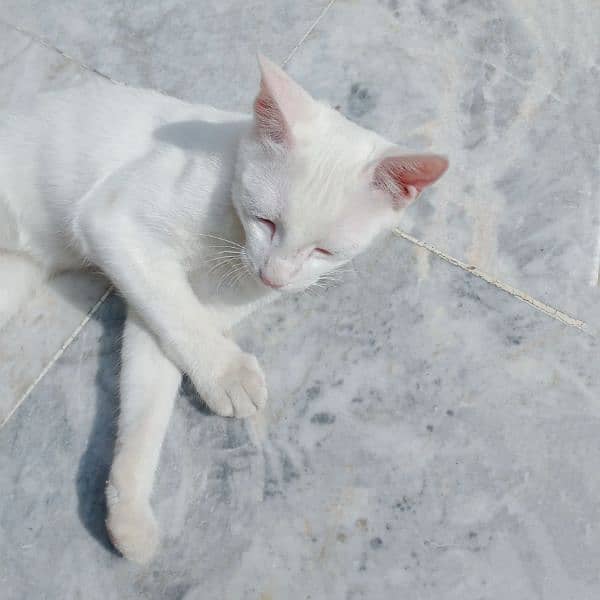 White Cat | 6months | Female 5