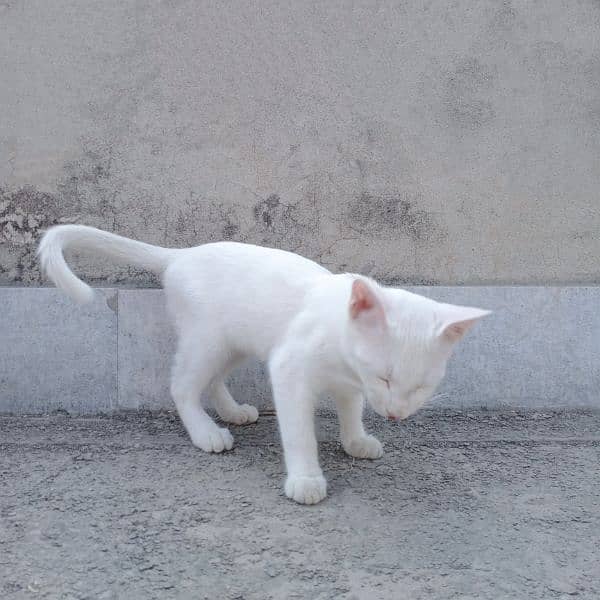 White Cat | 6months | Female 6