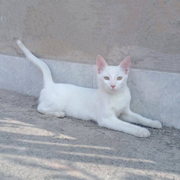 White Cat | 6months | Female 7