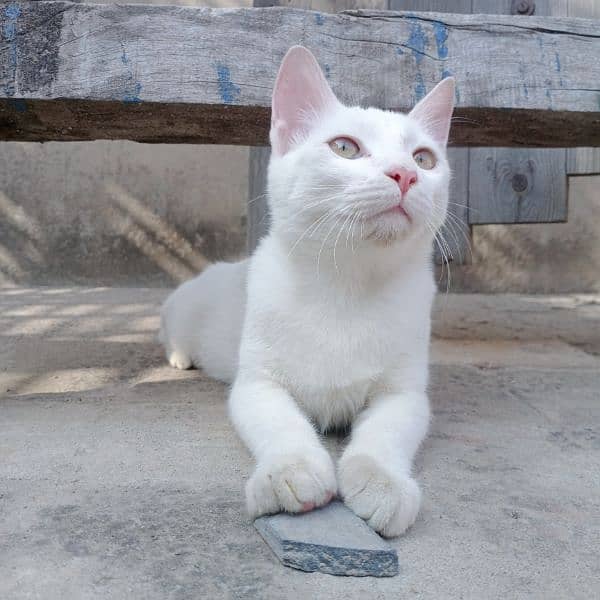 White Cat | 6months | Female 8