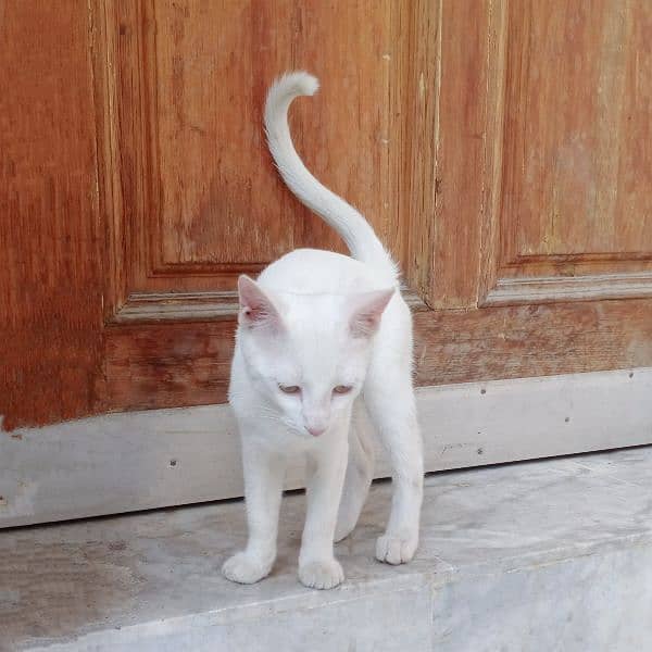 White Cat | 6months | Female 10