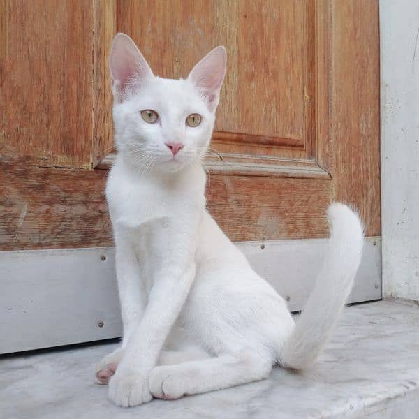 White Cat | 6months | Female 11