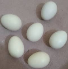 white heera aseel eggs